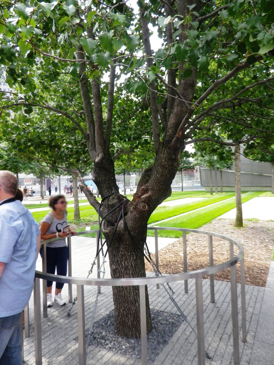 The Survivor Tree, a Callery pear with a full green canopy, standing among the plaza trees at the National September 11 Memorial in New York City.